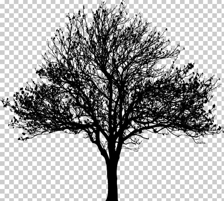 Tree Drawing Silhouette PNG, Clipart, Black And White, Branch, Clip Art, Drawing, Drumstick Tree Free PNG Download