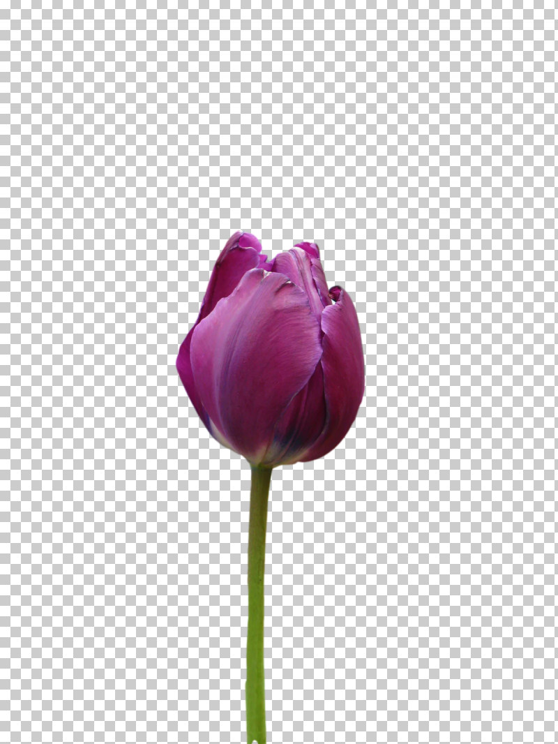 Rose PNG, Clipart, Biology, Bud, Closeup, Cut Flowers, Flower Free PNG Download