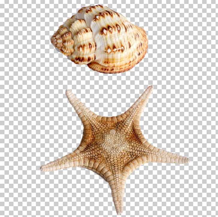 Starfish Seashell Sea Snail Conch PNG, Clipart, Animals, Biological, Conchology, Designer, Download Free PNG Download