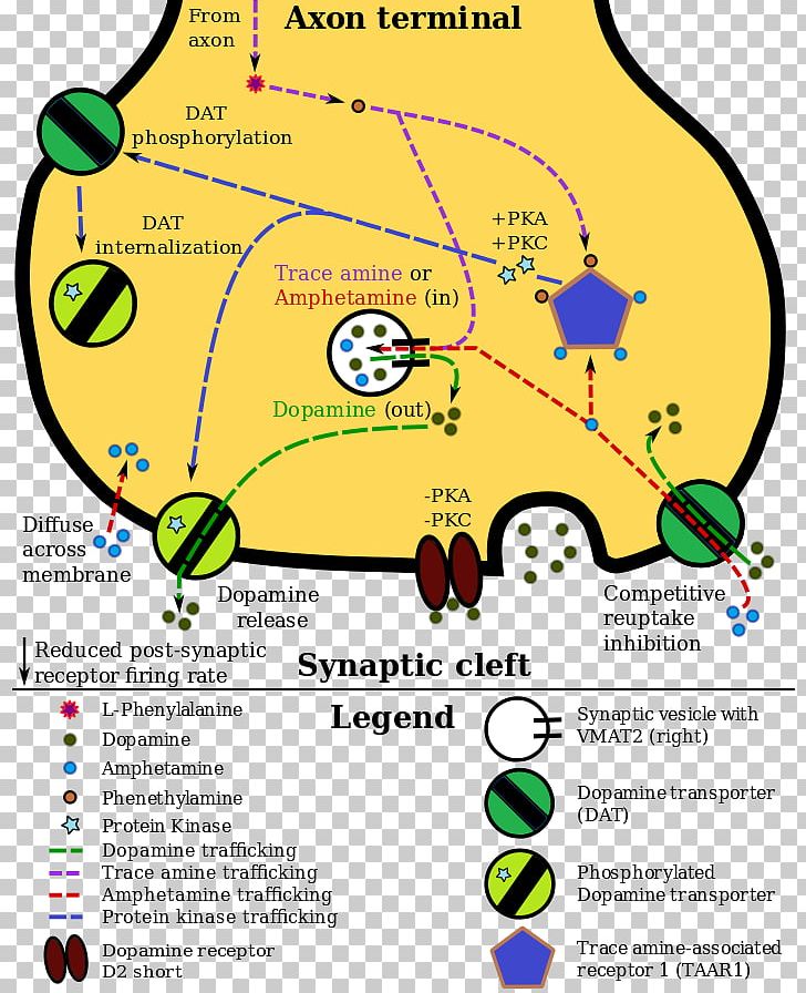 Dopamine Amphetamine Norepinephrine Neuron Drug PNG, Clipart, Activin Type 1 Receptors, Amphetamine, Area, Brain, Catecholamine Free PNG Download