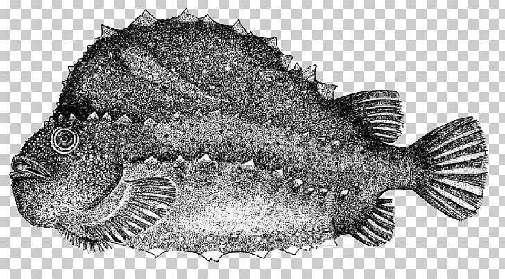 Grey Triggerfish Cyclopterus Lumpus True Tunas Atlantic Blue Marlin PNG, Clipart, Atlantic Bluefin Tuna, Atlantic Blue Marlin, Biology, Black And White, Fauna Free PNG Download
