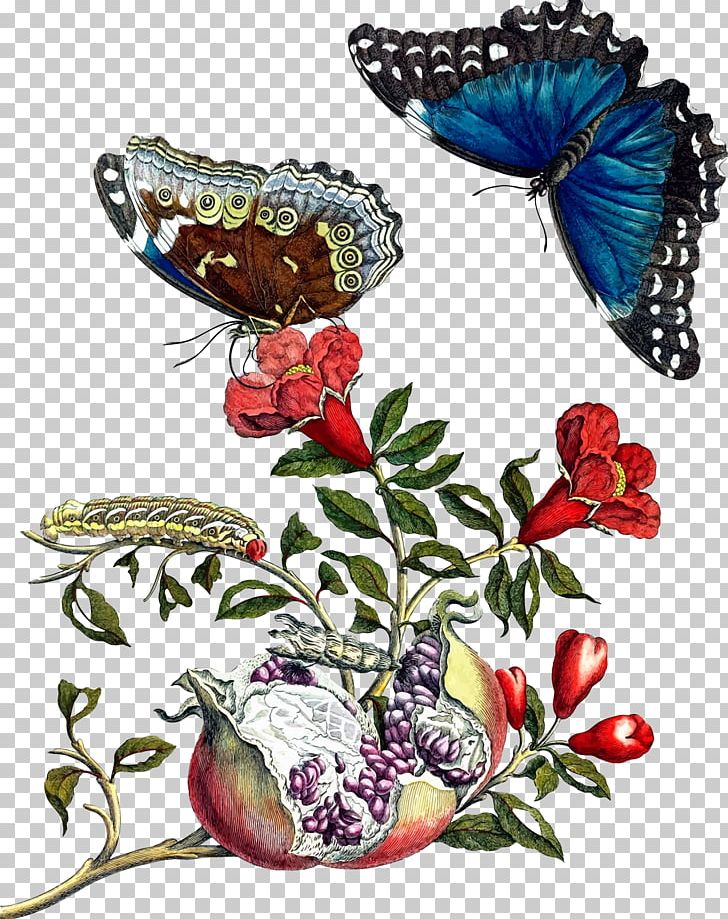 Metamorphosis Insectorum Surinamensium Butterfly Artist Naturalist PNG, Clipart, Brush Footed Butterfly, Butterflies And Moths, Flora, Flower, Fruit Nut Free PNG Download