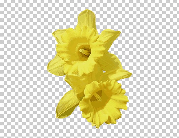 Narcissus Pseudonarcissus Narcissus Jonquilla PNG, Clipart, Amaryllis Family, Cut Flowers, Daffodil, Drawing, Flower Free PNG Download