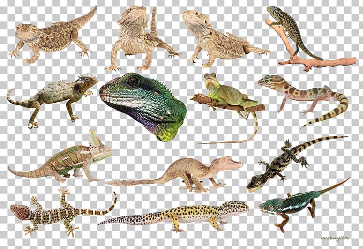 Newt Lizard PNG, Clipart, Amphibian, Animals, Area, Common Iguanas, Directory Free PNG Download