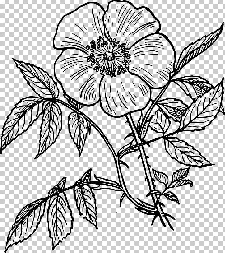 Rosa Rubiginosa Drawing Flower PNG, Clipart, Black And White, Chrysanths, Computer Icons, Cut Flowers, Flora Free PNG Download