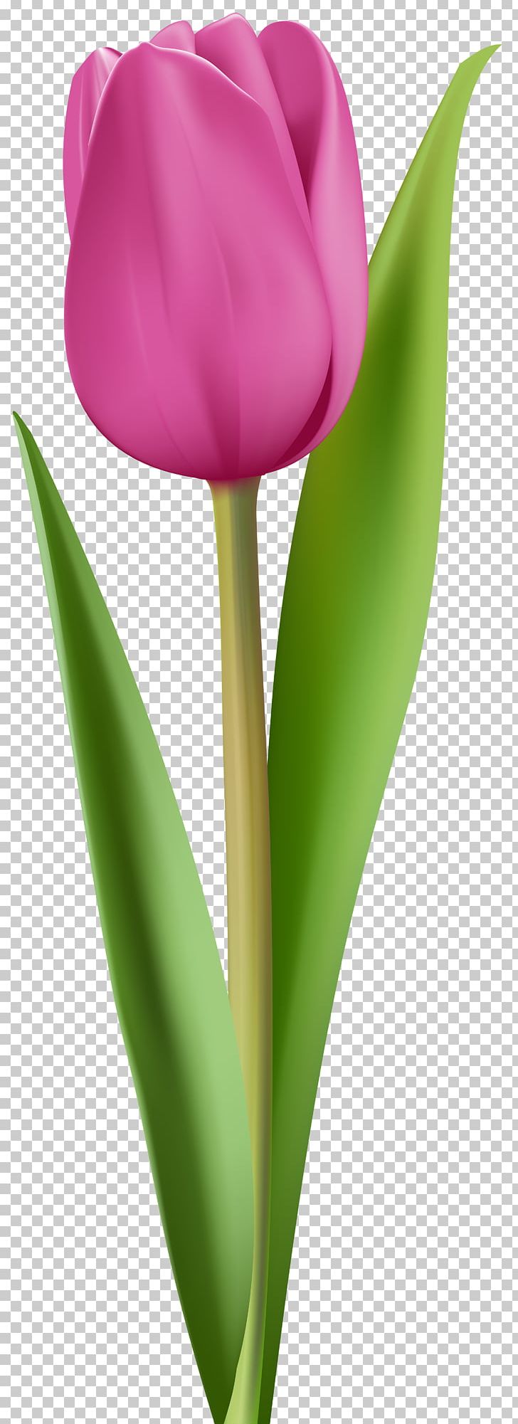 Tulip Pink Flower PNG, Clipart, Clip Art, Clipart, Color, Computer Wallpaper, Cut Flowers Free PNG Download
