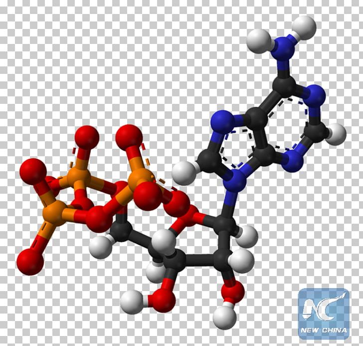Adenosine Triphosphate Nutrient Cellular Respiration Energy PNG, Clipart, Adenosine, Atp Synthase, Body Jewelry, Cell, Cellular Respiration Free PNG Download