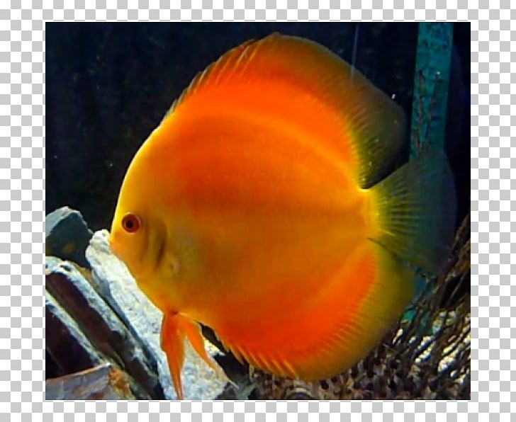 Aquariums Feeder Fish Goldfish Siamese Fighting Fish PNG, Clipart, Aquarium, Beak, Coral Reef Fish, Discus, Fauna Free PNG Download