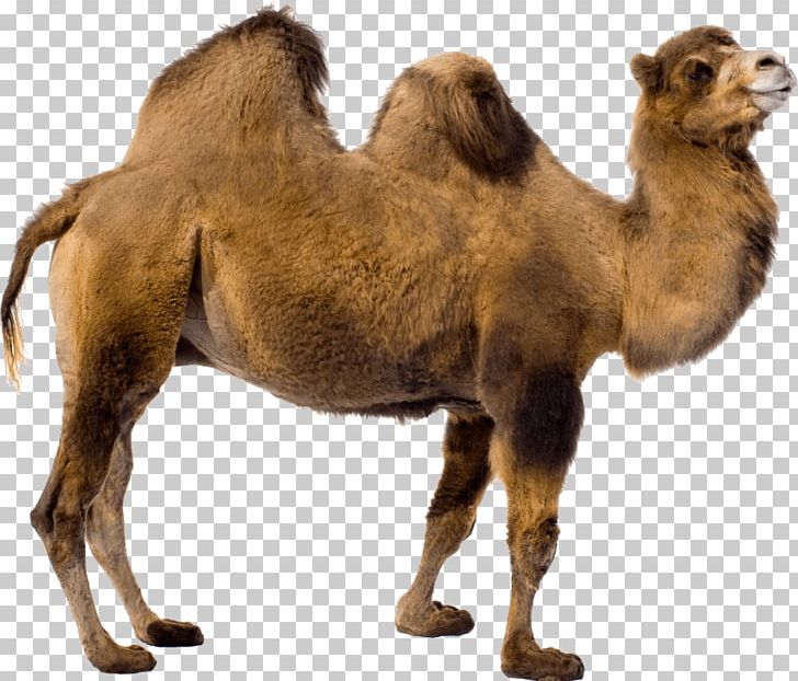Bactrian Camel Dromedary Portable Network Graphics PNG, Clipart, Arabian Camel, Bactrian Camel, Camel, Camel Like Mammal, Desert Free PNG Download