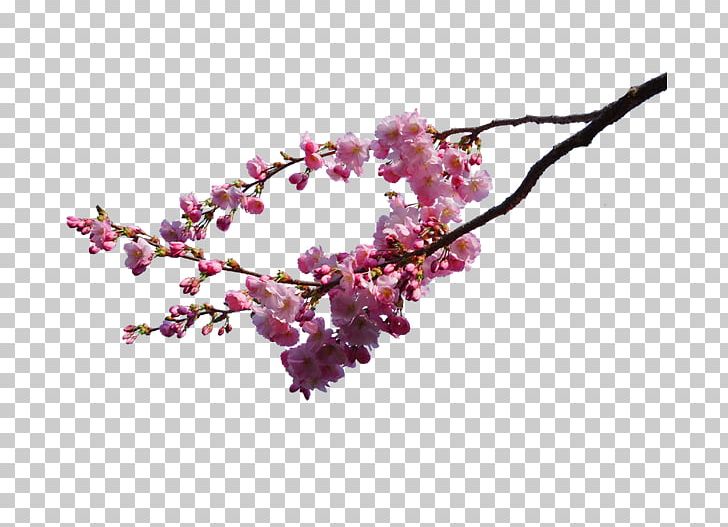 Cherry Blossom PNG, Clipart, Art, Artist, Beautiful, Blossom, Branch Free PNG Download