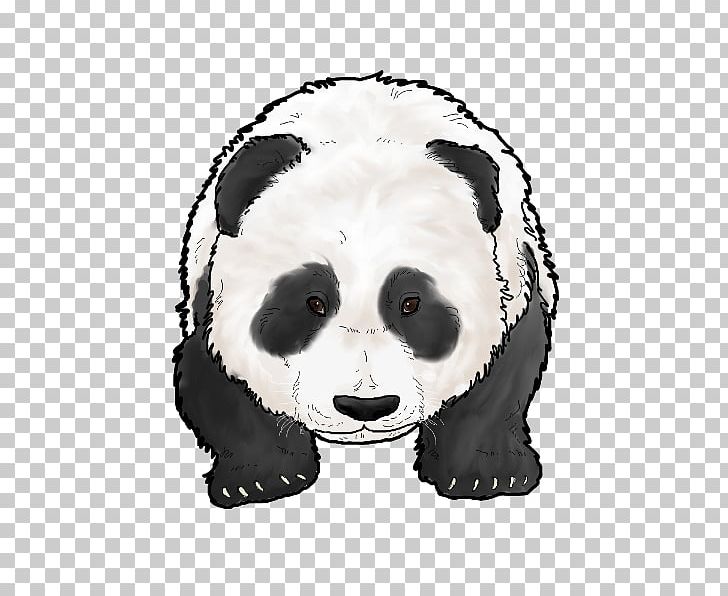 Giant Panda Bear Carnivora Snout Animal PNG, Clipart, Animal, Animals, Bear, Carnivora, Carnivoran Free PNG Download