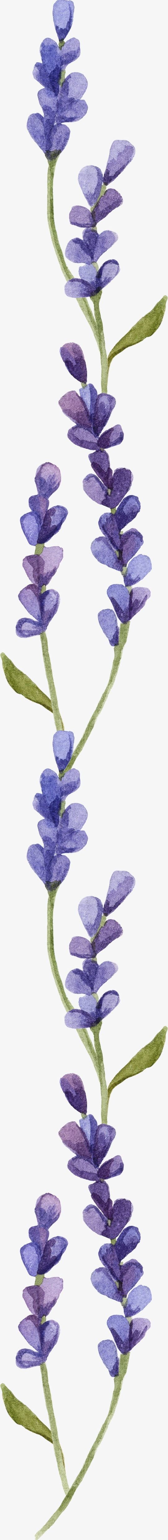 Lavender PNG, Clipart, Flowers, Fresh, Lavender, Lavender Clipart, Small Free PNG Download