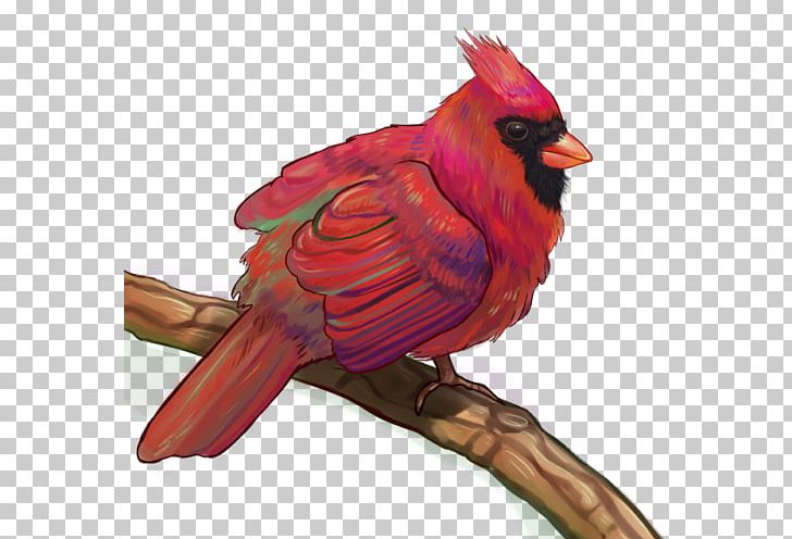 Loriini Fauna Beak Feather PNG, Clipart, Animals, Beak, Bird, Cardinal, Fauna Free PNG Download