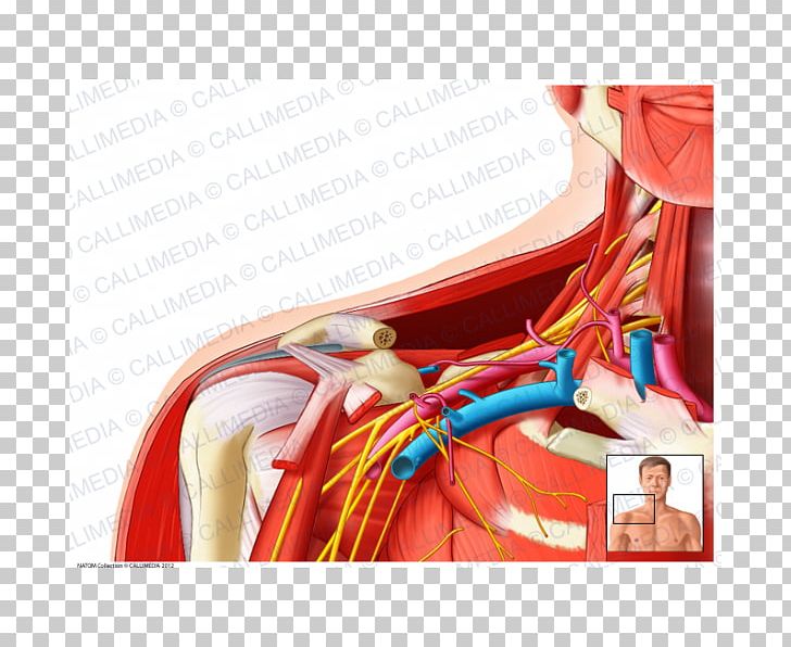 Supraclavicular Fossa Supraclavicular Lymph Nodes Infraclavicular Fossa Clavicle Supraclavicular Nerves PNG, Clipart, Anatomy, Arm, Axilla, Blood Vessel, Brachial Plexus Free PNG Download