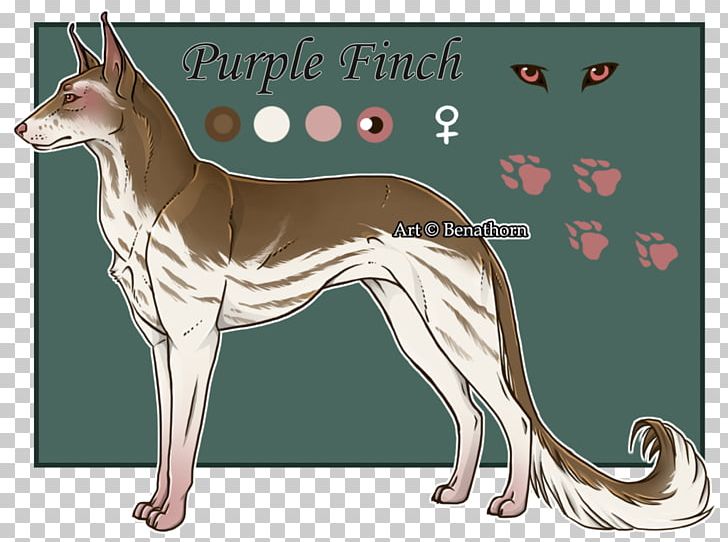 Whippet Italian Greyhound Ibizan Hound Dog Breed PNG, Clipart, 08626, Animated Cartoon, Breed, Carnivoran, Dog Free PNG Download