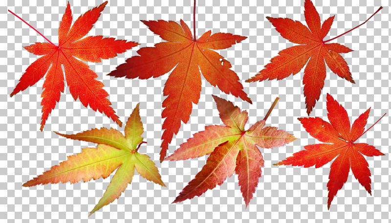 Maple Leaf PNG, Clipart, Biology, Leaf, Maple, Maple Leaf, Plants Free PNG Download