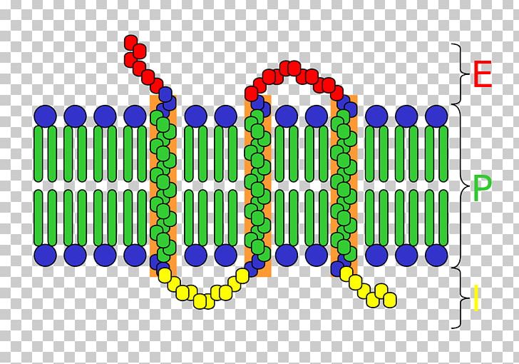 Cell Surface Receptor Transmembrane Protein Integral Membrane Protein PNG, Clipart, Area, Biochemist, Biochemistry, Biological Membrane, Biology Free PNG Download