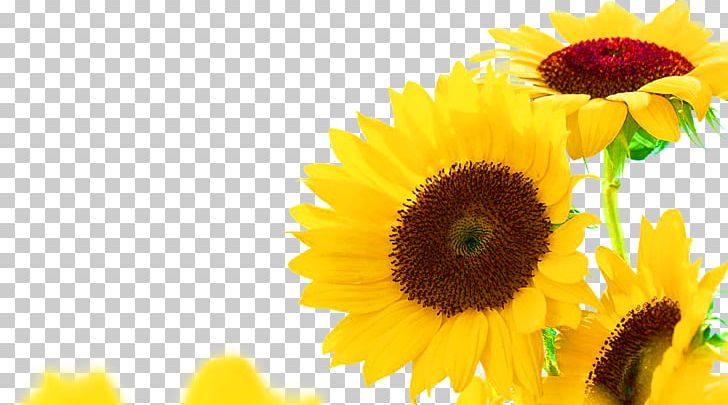 Common Sunflower Sunflower Seed Sunflower Oil PNG, Clipart, Auglis, Common Sunflower, Daisy Family, Eveningprimroses, Flower Free PNG Download