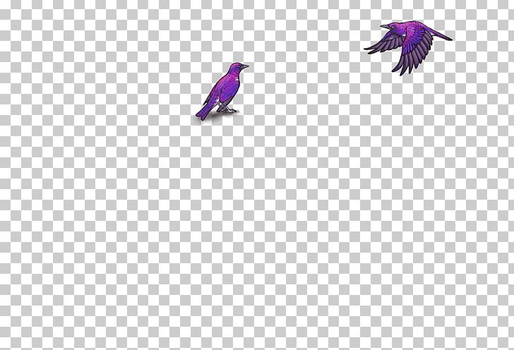 Feather Beak PNG, Clipart, Animals, Beak, Bird, Feather, Purple Free PNG Download