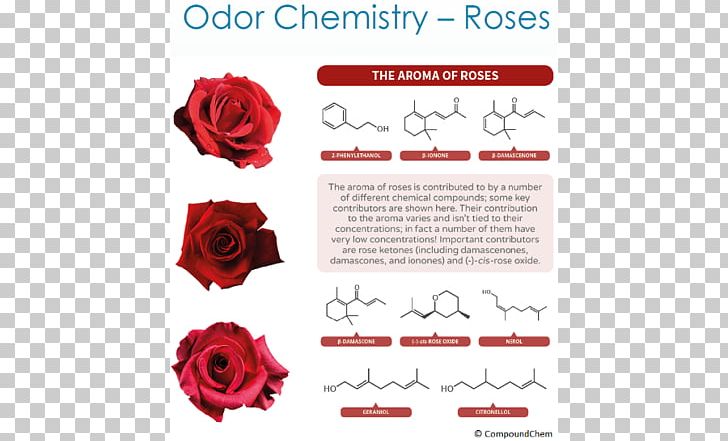Garden Roses Organic Chemistry Odor Chemical Compound PNG, Clipart, Brand, Chemical Compound, Chemical Substance, Chemistry, Cut Flowers Free PNG Download