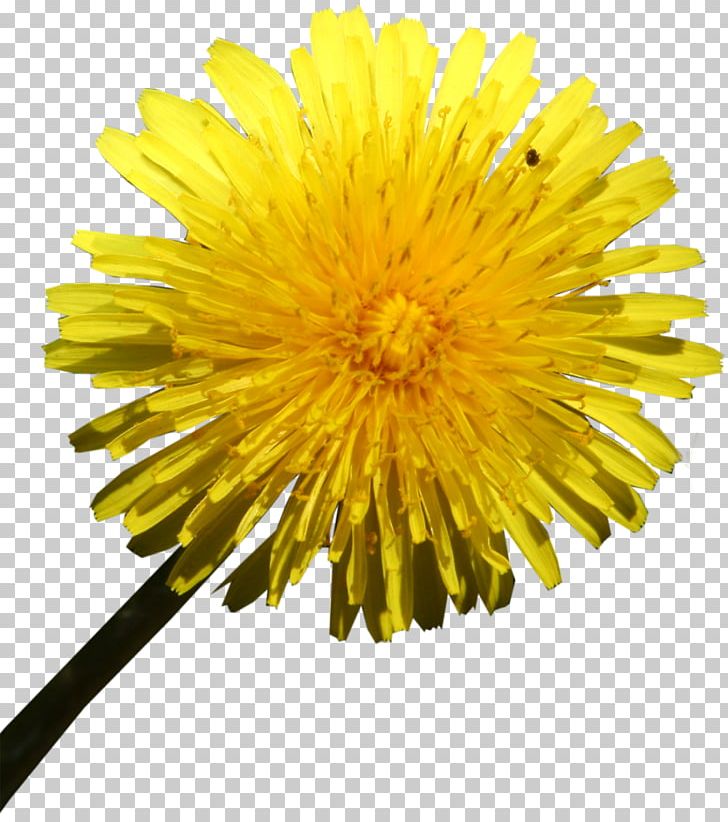 Limon.KG Cut Flowers Daisy Family Oxeye Daisy PNG, Clipart, Annual Plant, Aster, Chrysanthemum, Chrysanths, Cut Flowers Free PNG Download