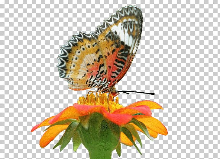 Monarch Butterfly Insect Butterflies And Moths Flower PNG, Clipart, Animals, Anime, Arthropod, Brush Footed Butterfly, Butterfly Free PNG Download