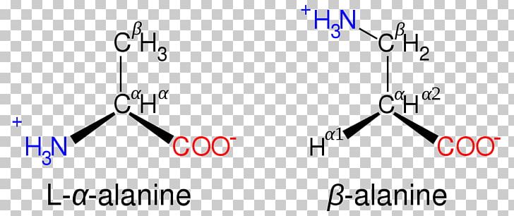 Proteinogenic Amino Acid β-Alanine Amine PNG, Clipart, Acid, Alanine, Amine, Amino Acid, Amino Talde Free PNG Download