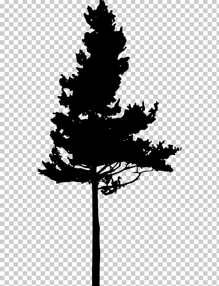 Silhouette Eastern White Pine Pinus Nigra Tree PNG, Clipart, Animals, Black And White, Branch, Conifer, Desktop Wallpaper Free PNG Download