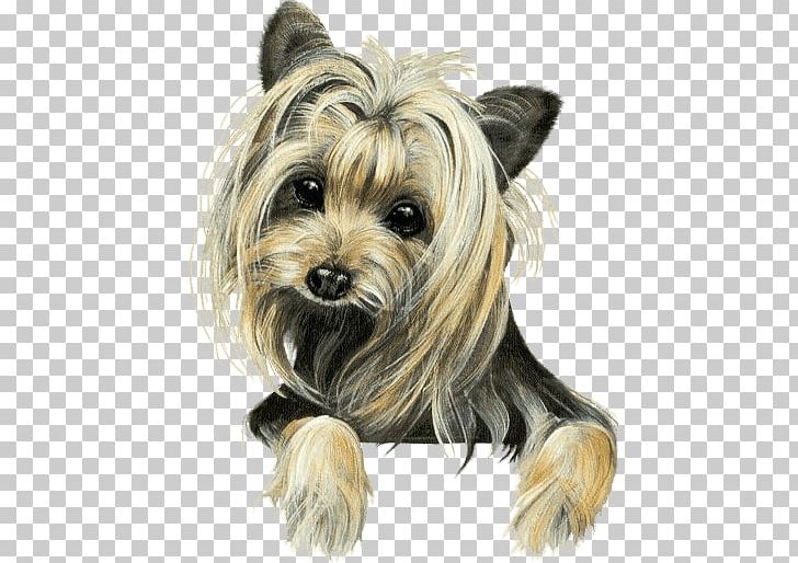 Yorkshire Terrier Australian Silky Terrier Cairn Terrier Morkie Companion Dog PNG, Clipart, Carnivoran, Companion Dog, Dog Breed, Dog Like Mammal, Mammal Free PNG Download