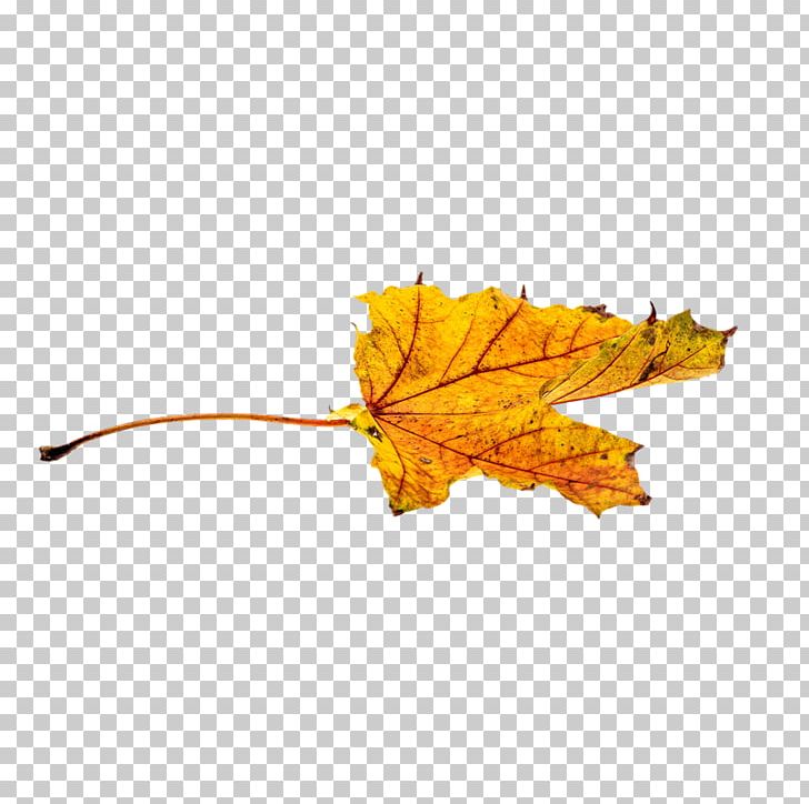 Autumn Leaf Color PNG, Clipart, Autumn, Autumn Leaf, Autumn Leaf Color, Beautiful, Beautiful Scenery Free PNG Download