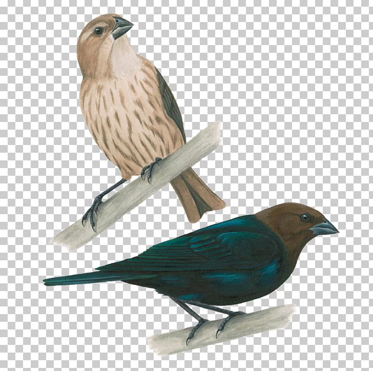 Brown-headed Cowbird Sparrow Common Starling Bird Nest PNG, Clipart, Altricial, Animals, Beak, Bird, Bird Nest Free PNG Download
