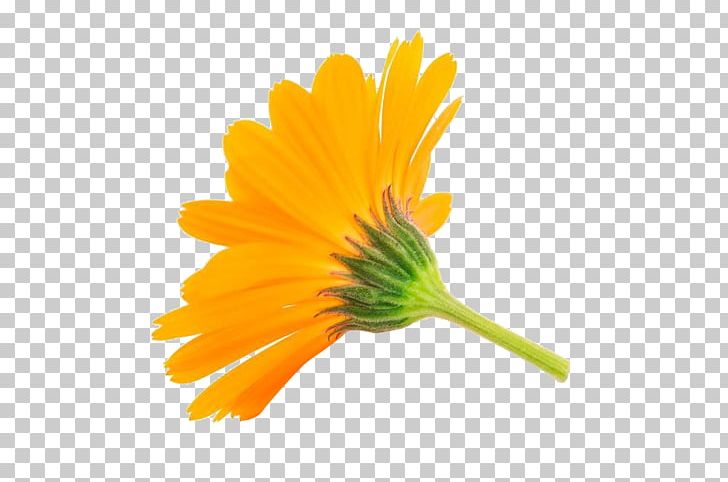 Calendula Officinalis Flower Stock Photography PNG, Clipart, Can Stock Photo, Chang, Chunhua, Daisy Family, Flowers Free PNG Download