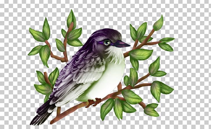 History Web Page Painting PNG, Clipart, Art, Beak, Bird, Branch, Cuculiformes Free PNG Download