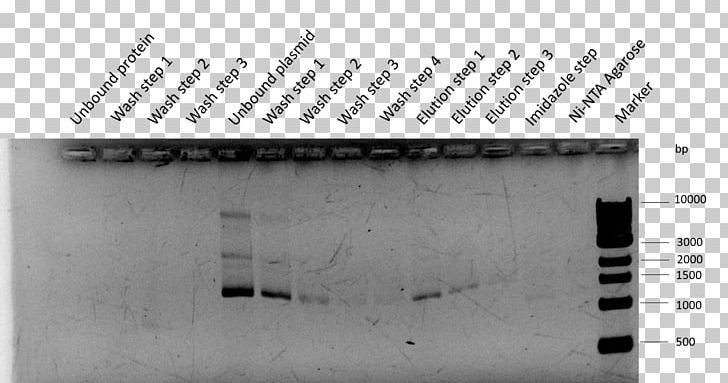 International Genetically Engineered Machine Plasmid BioBrick Assay Cell PNG, Clipart, Angle, Assay, Bielefeld, Bind, Biobrick Free PNG Download