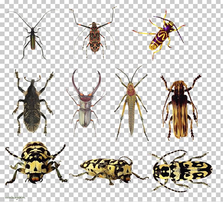 Beetle Weevil Fly PNG, Clipart, Animal, Arthropod, Bee, Beetle, Fauna Free PNG Download