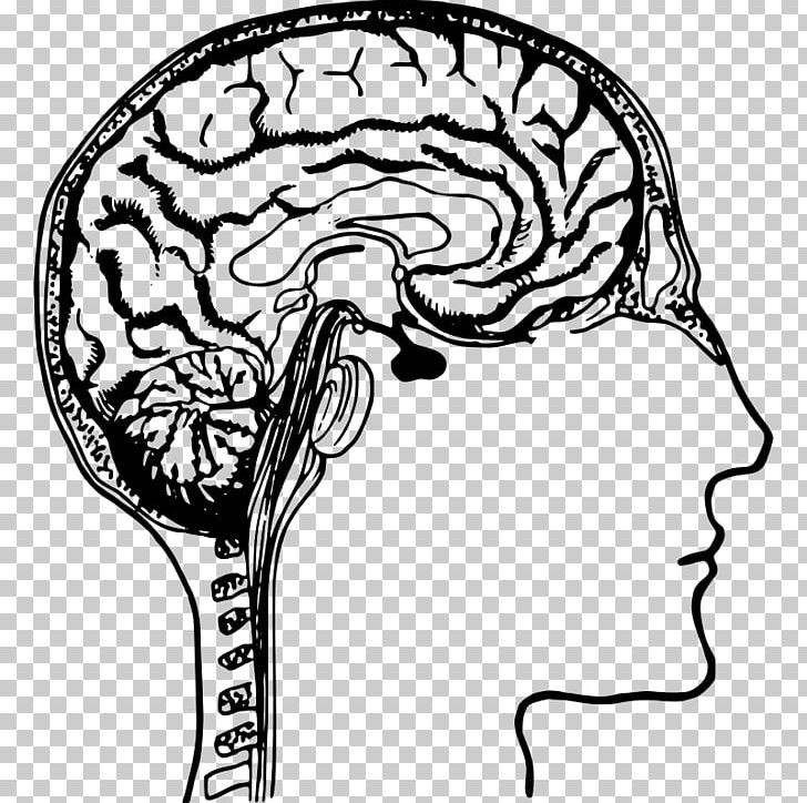 Brain AKH Hypnotherapy Cerebral Cortex PNG, Clipart, Anatomy, Artwork, Black And White, Brain, Cerebral Cortex Free PNG Download