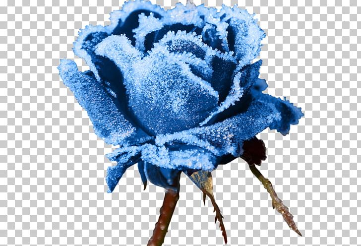 Flower Rose Winter Desktop Seed PNG, Clipart, Blue, Blue Rose, Cut Flowers, Desktop Wallpaper, Flower Free PNG Download