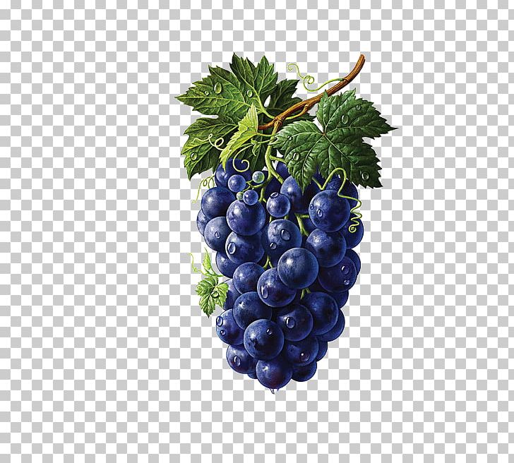 Illustrator Fruit Painting Drawing Illustration PNG, Clipart, Art, Artist, Bilberry, Black Grapes, Blueberry Free PNG Download