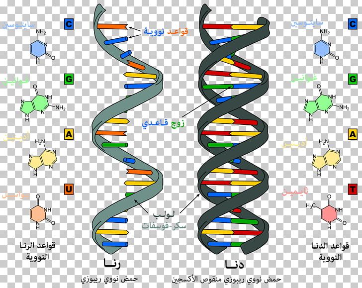 Nucleic Acid Structure RNA DNA PNG, Clipart, Acid, Area, Base, Base Pair, Biology Free PNG Download