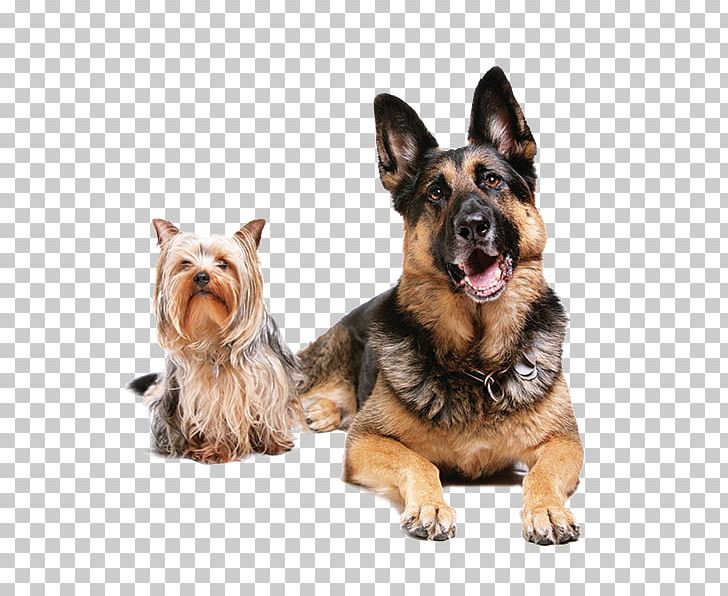 Pet Sitting Dog Cat Veterinarian PNG, Clipart, Animals, Carnivoran, Dog Breed, Dog Daycare, Dog Grooming Free PNG Download