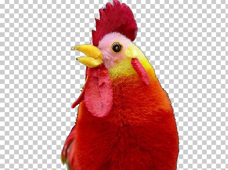 Rooster Toy Stock Photography PNG, Clipart, Beak, Bird, Black Hair, Celosia Cristata, Chicken Free PNG Download