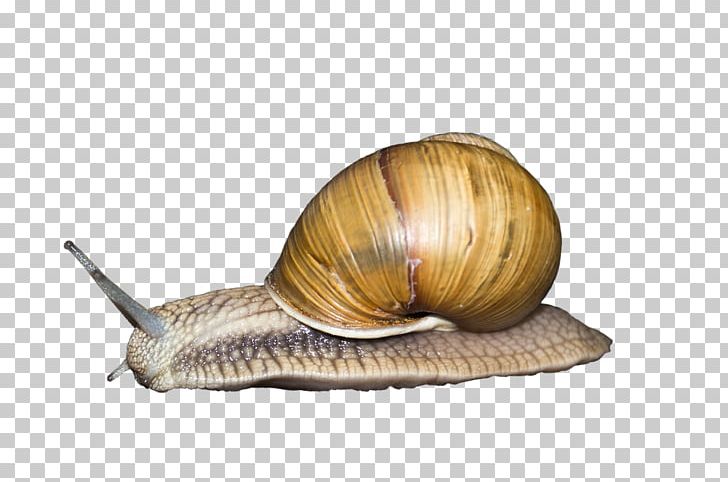 Snail Seashell Gastropod Shell Gastropods Animal PNG, Clipart, Animals, Escargot, Free, Gastropod Shell, Giant African Snail Free PNG Download