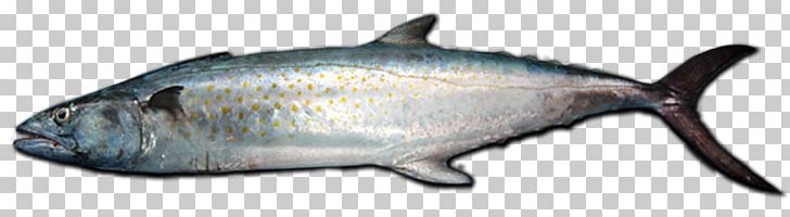 Speckle Park Oily Fish Angus Cattle Animal PNG, Clipart, Angus Cattle, Animal, Animal Figure, Animals, Atlantic Spanish Mackerel Free PNG Download