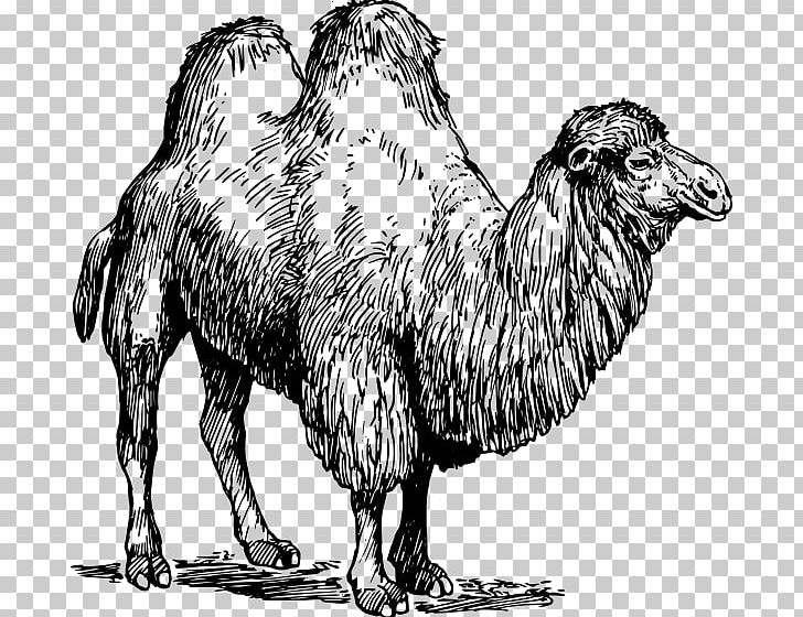 United States Camel Llama Vicuxf1a Sheep PNG, Clipart, Animal, Animals, Arabian Camel, Artwork, Beak Free PNG Download