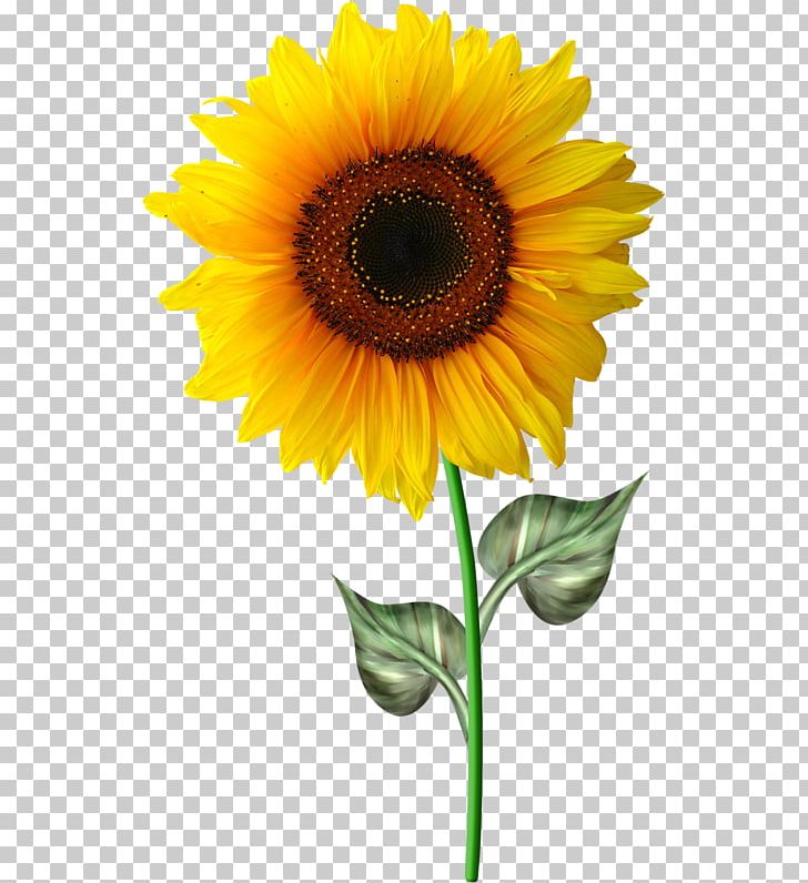 Common Sunflower Drawing PNG, Clipart, Animaatio, Annual Plant, Asterales, Common Sunflower, Cut Flowers Free PNG Download