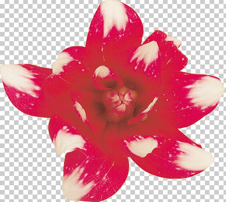 Cut Flowers Petal Lilium PNG, Clipart, 219 Aspect Ratio, Autumn, Chrysanthemum, Cut Flowers, Flower Free PNG Download