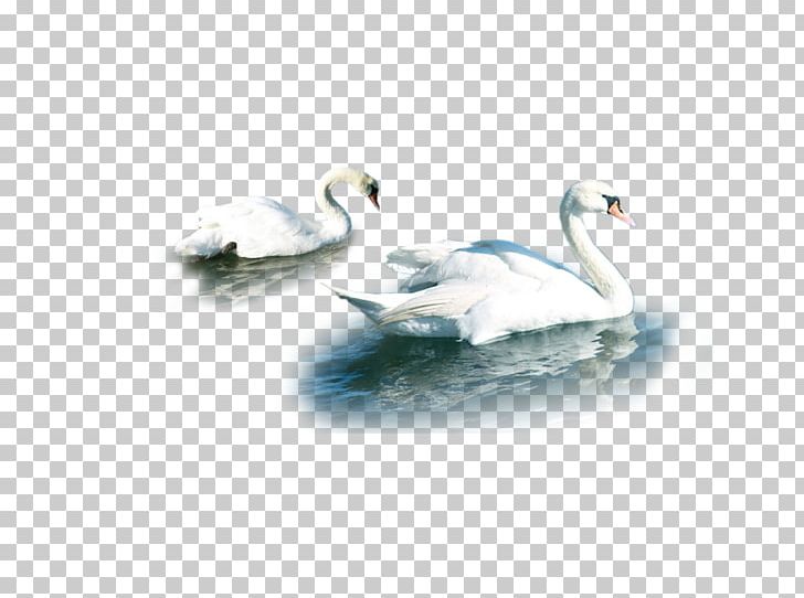 Cygnini Duck Water Beak Feather PNG, Clipart, Animals, Beak, Bird, Black Swan, Cartoon Swan Free PNG Download