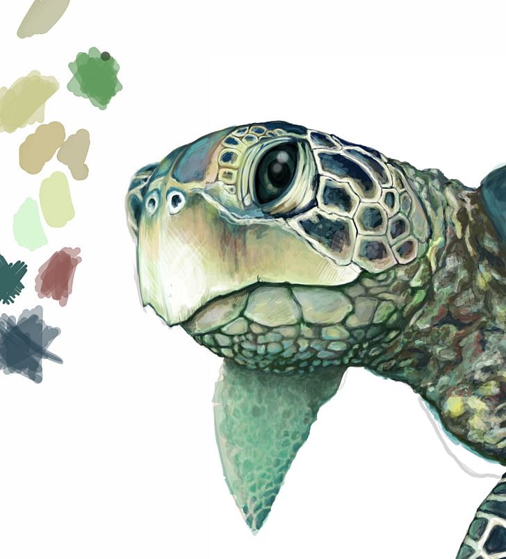 Green Sea Turtle Drawing PNG, Clipart, Animal, Animals, Art, Box Turtle, Coloring Book Free PNG Download