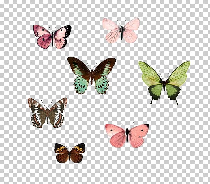 Monarch Butterfly Insect Drawing Nymphalidae Png Clipart
