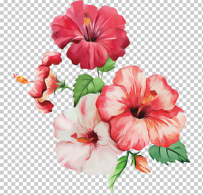 Shoeblackplant Hawaiian Hibiscus Watercolor Painting Flower Petal PNG, Clipart, Blue Hibiscus, Common Hibiscus, Flower, Hawaiian Hibiscus, Hibiscus Free PNG Download